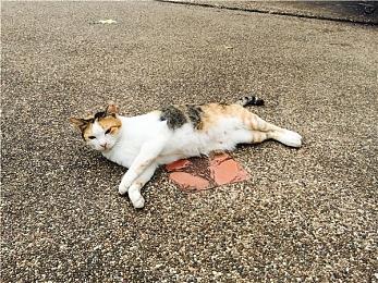 PS Plus 2月游戏更新 包含《泡沫明星》、《酷极轮滑》和《钢铁崛起》